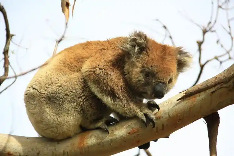 树袋熊,睡觉