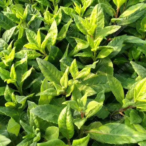 明月草金鸡毛草鲜叶干叶苗神仙草将糖草白背三七白子菜鸡菜将压草