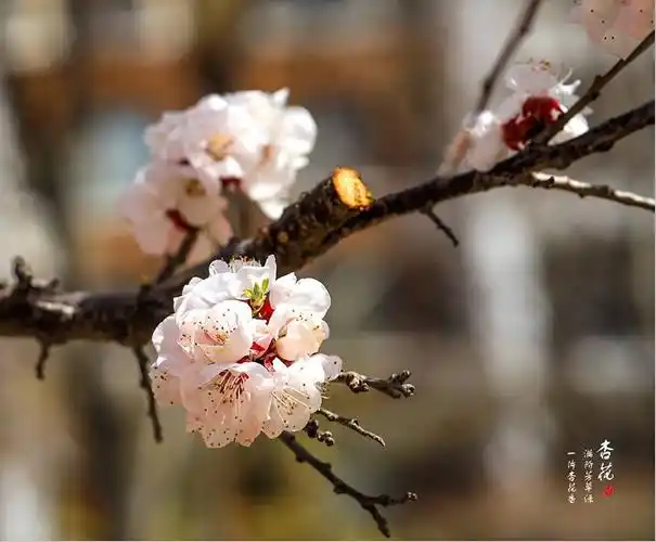 春天来,杏花开,人间最美四月天.