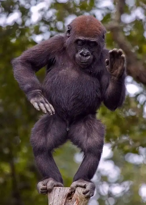 法国2岁大猩猩模仿杰克逊"月球漫步"(图)