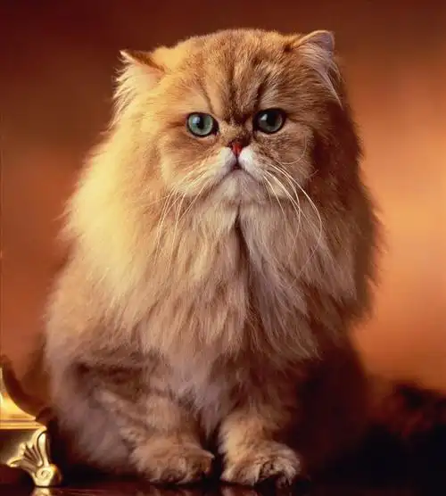 波斯猫多少钱一只 白色波斯猫多少钱一只-北京百科网