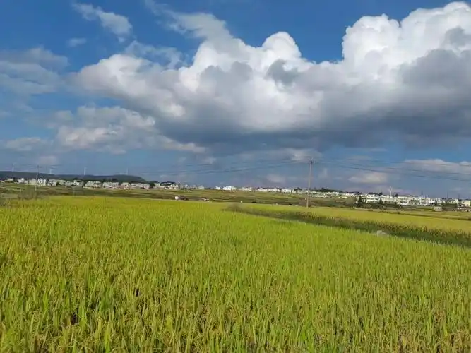 稻田风光美如画 #丰收的季节 #治愈系风景 小学课本写到: - 抖音