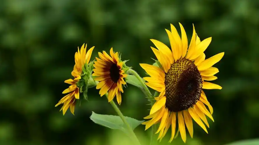 给大家分享一组精美的向日葵壁纸