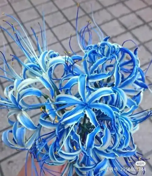 我捡到蓝色彼岸花啦