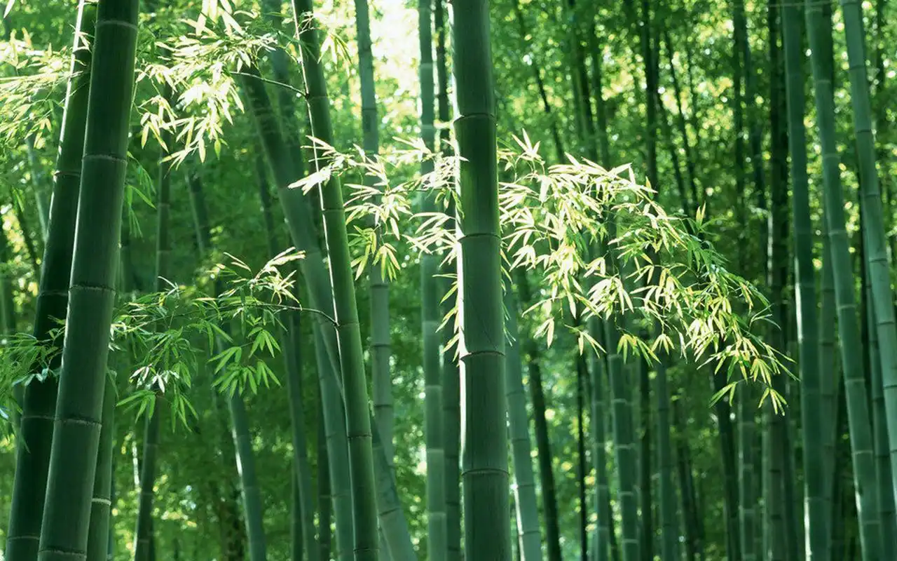 绿色护眼竹林风景图片桌面壁纸