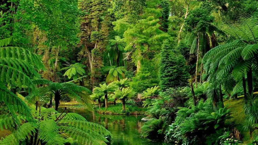 自然和风景 葡萄牙,花园,热带,森林,河流,绿色 壁纸 下载 1920x1080