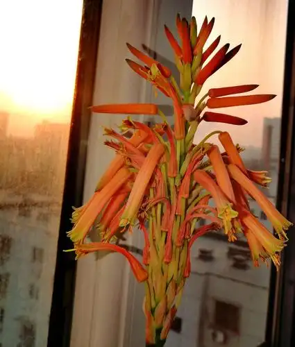 难得一见的芦荟开花啦.芦荟开花很少见到. 芦荟开花象征着好运到来.