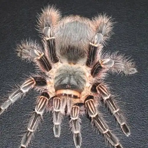 十大最可爱的蜘蛛-里氏盘腹蛛上榜(外形奇特有花纹)-排行榜123网