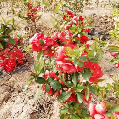 日本海棠 日本长寿乐花当年开花盆景盆栽地栽包成活包售后指导