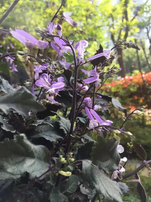 它也叫艾氏香茶菜,听说插枝就活,一定培育试试,期待花开满园