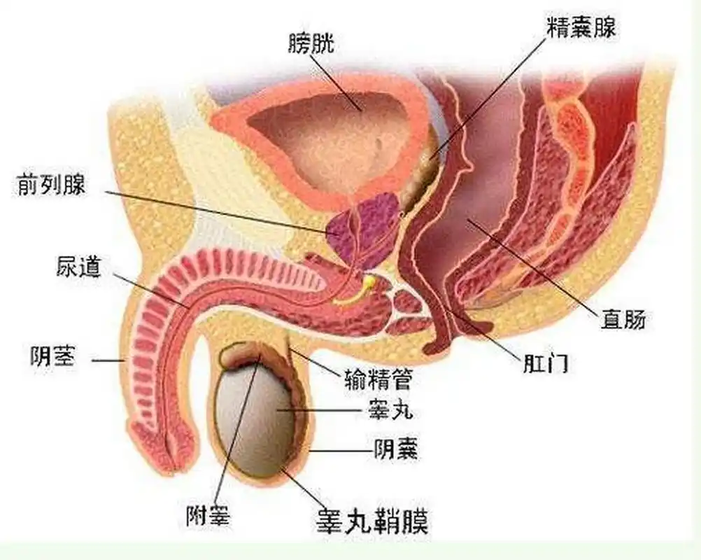为什么男人勃起的时候,尿道口会流出水,是病吗?这是怎么回事?