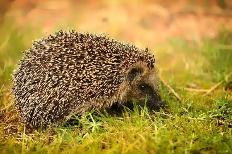 性质草动物世界