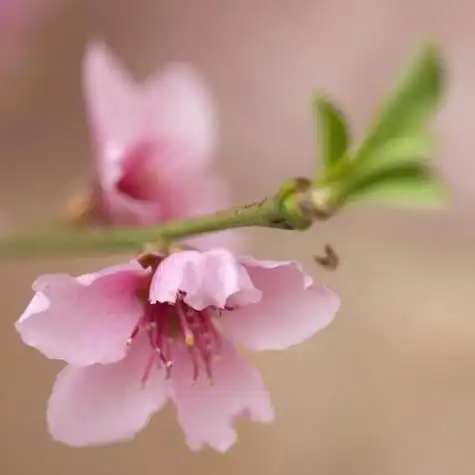 招桃花运的微信头像 有利于桃花运的微信头像-开运网