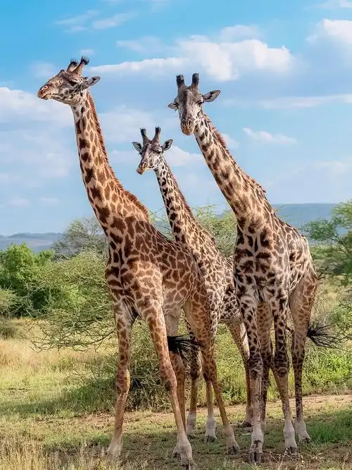 想去动物园看长颈鹿00