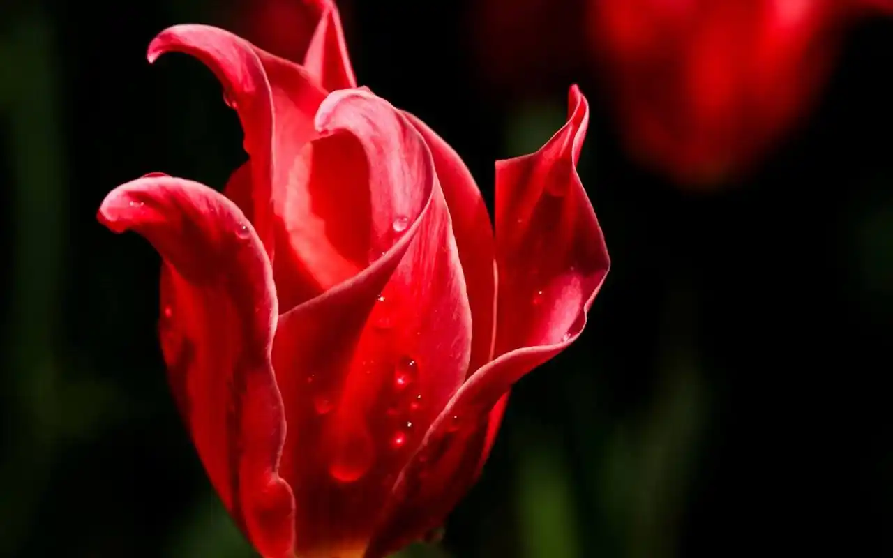 心理测试:你认为哪朵花最好看?测一测你命中注定的贵人是谁?