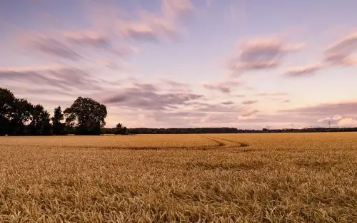 秋季金色的麦田风景,高清图片,电脑桌面-壁纸族