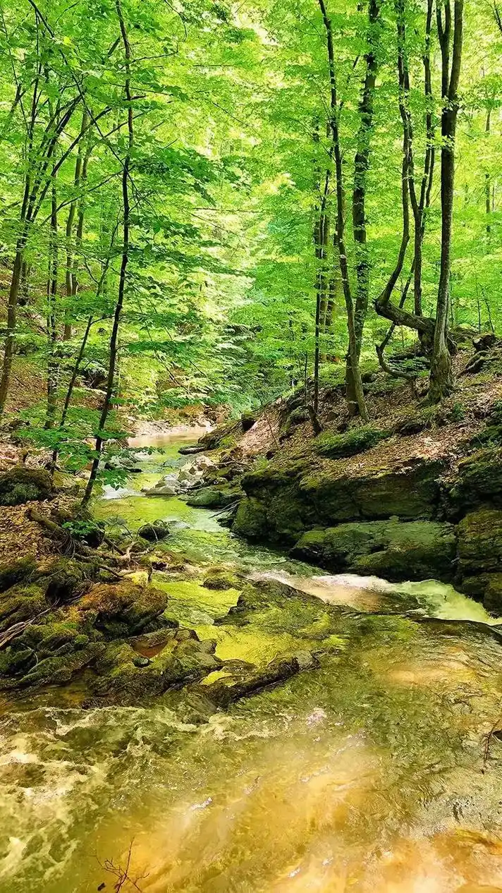 大自然天然氧吧 #治愈系风景 #唯美意境 #聆听大自然的旋 - 抖音