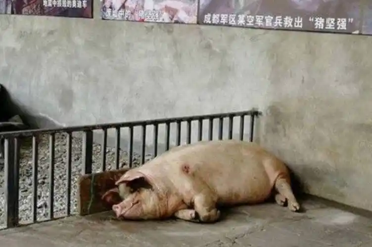 纪实:汶川地震中被埋废墟36天获救的"猪坚强",死后被做成标本