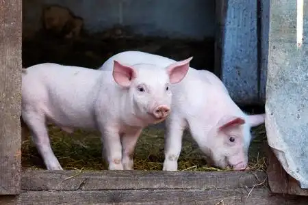 生长的猪.动物肖像照片