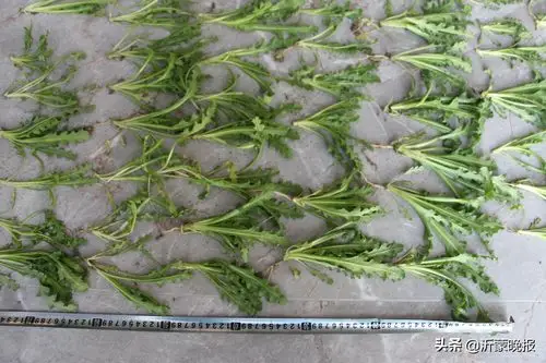 因为嘴馋,临沂64岁老汉偷摸种了1300株罂粟!结果被警方无人机发现了-