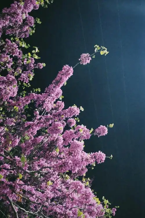 夜晚的紫荆花