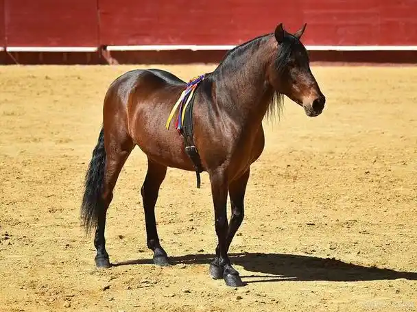 "五花马,千金裘":唐代的胡马是如何引进的?