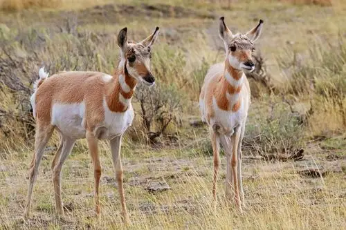 美洲羚羊是美洲野生动物里速度冠军.