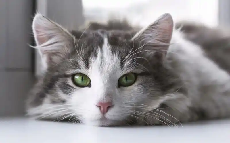 软萌可爱的小猫咪高清图片桌面壁纸