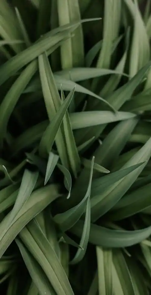 全面屏壁纸高清春天绿色唯美小清新壁纸