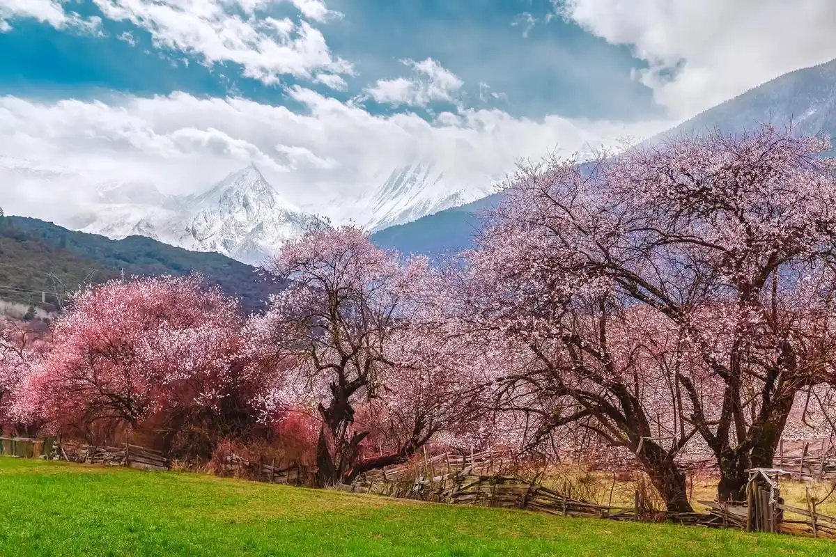 林芝桃花#治愈系风景 #最美的风景在路上 #诗与远方 #每一 - 抖音