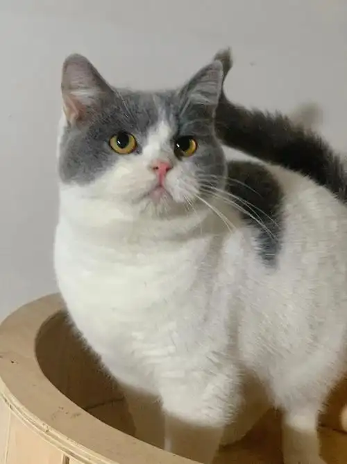 英短蓝白小偿领养