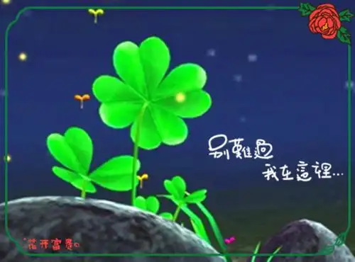 爱情四叶草唯美图片