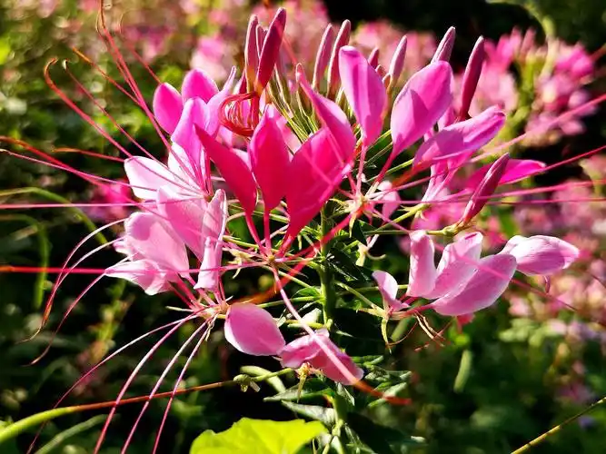 醉蝶兰一一让蝴蝶都为之沉醉的花