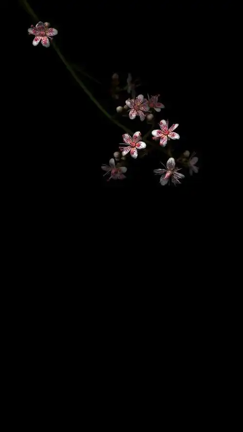 分享几张黑色系的壁纸