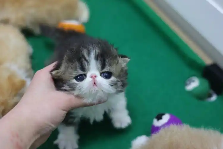 加菲猫  #小奶猫  #异国短毛猫  #撸猫  #橘猫  #波斯猫