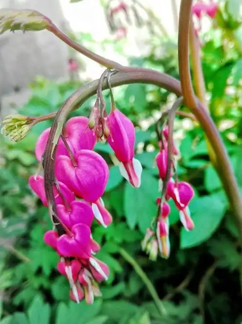 春天的花,红的鲜艳,黄的灿烂,白的无暇