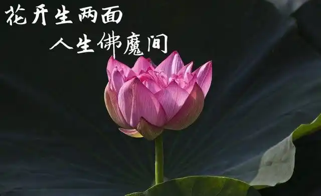 佛语禅心唯美到你用心爱这个世界