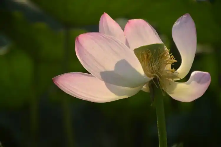 微距花朵---超凡脱俗之美!
