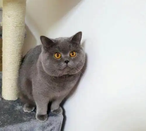 家养纯种英短蓝猫一公一母接受预定