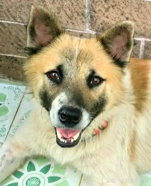 家有宠物狗# 前天几个朋友一起聊天, 一朋友分享说: 我家养的小土狗