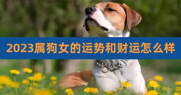 1994年属狗男财运 94年的属狗男的财运吉利方位在哪里