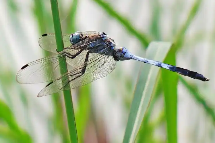 十几年前,常能看到河边漫天飞舞的蜻蜓,为啥如今蜻蜓好像绝迹了