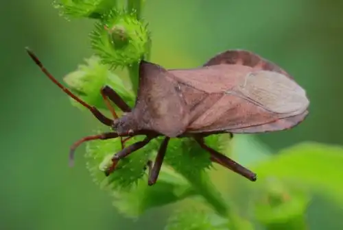 镜头里的大连常见昆虫猎蝽