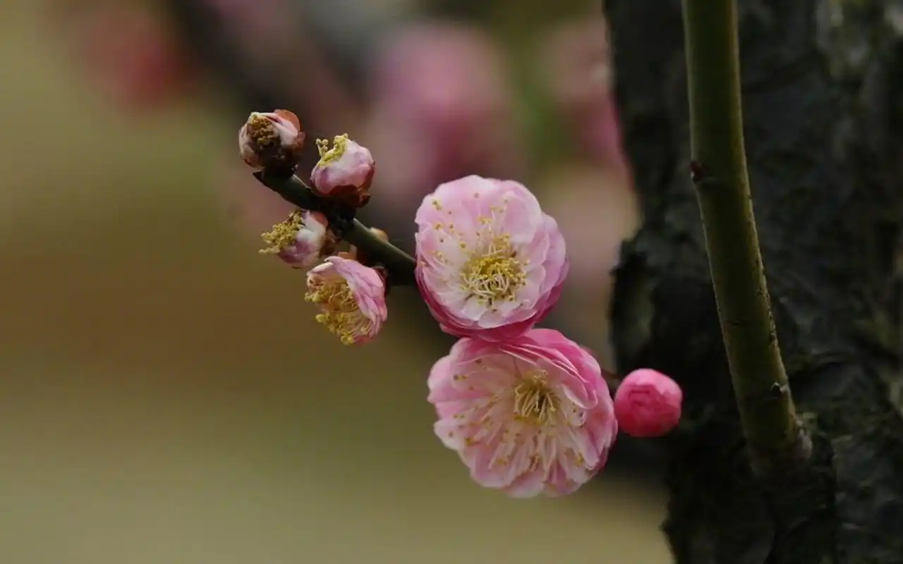 淡雅唯美梅花图片高清壁纸高清大图预览1920x1200_植物壁纸下载_美桌