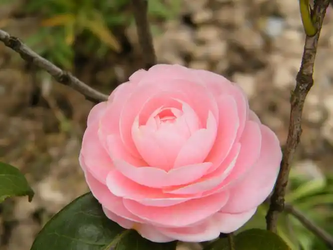 漂亮的山茶花图片花卉鲜花花朵山茶花山茶