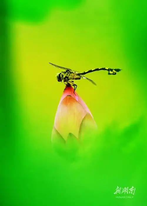 盛开的荷花与翠绿的荷叶相互辉映,吸引不少蜻蜓嬉戏其间