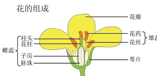 43号王妍姗成长历程之2油菜花 - 美篇