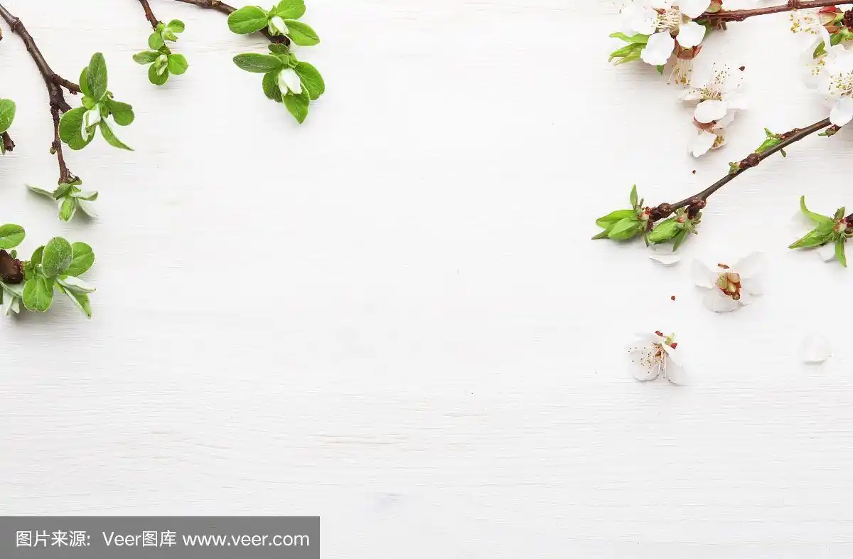 白木背景上的杏花.平躺,俯视图.