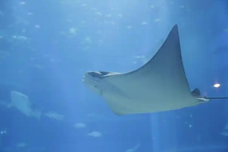 海底生活的蝙蝠鱼图片第8张