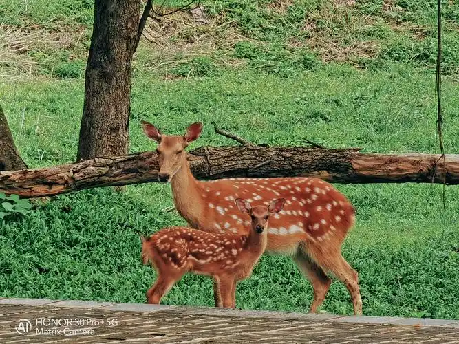 鹿群04近距离的梅花鹿真的很美这是拍摄于去年盈江国家湿地公园园内